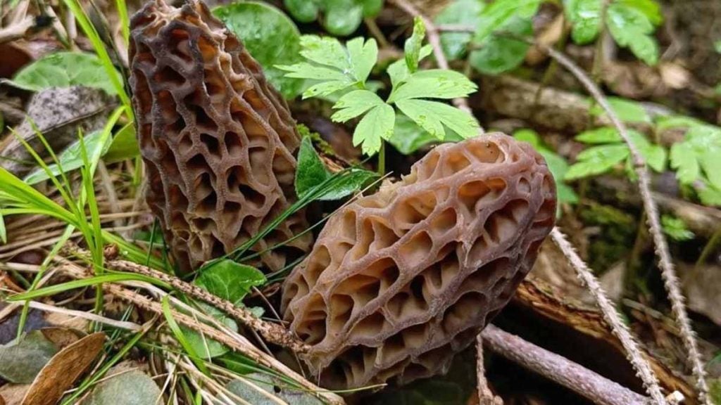 champignons